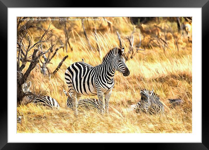 Zebras at Rest Framed Mounted Print by Graham Prentice