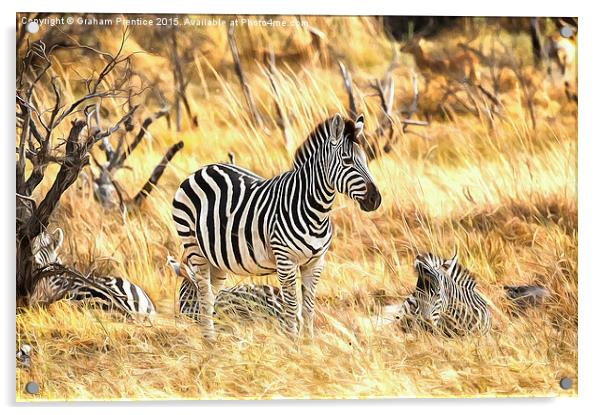 Zebras at Rest Acrylic by Graham Prentice
