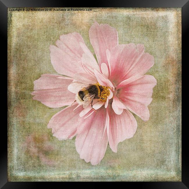  Busy Bee Framed Print by LIZ Alderdice