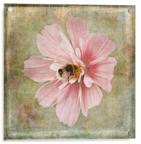  Busy Bee Acrylic by LIZ Alderdice