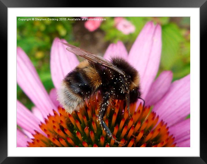  Bumble Bee on Echinacea Flower Framed Mounted Print by Stephen Cocking