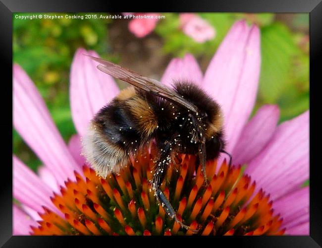  Bumble Bee on Echinacea Flower Framed Print by Stephen Cocking