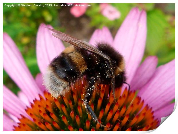  Bumble Bee on Echinacea Flower Print by Stephen Cocking