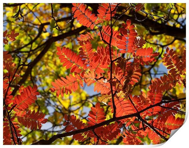 Rowan Print by Victor Burnside