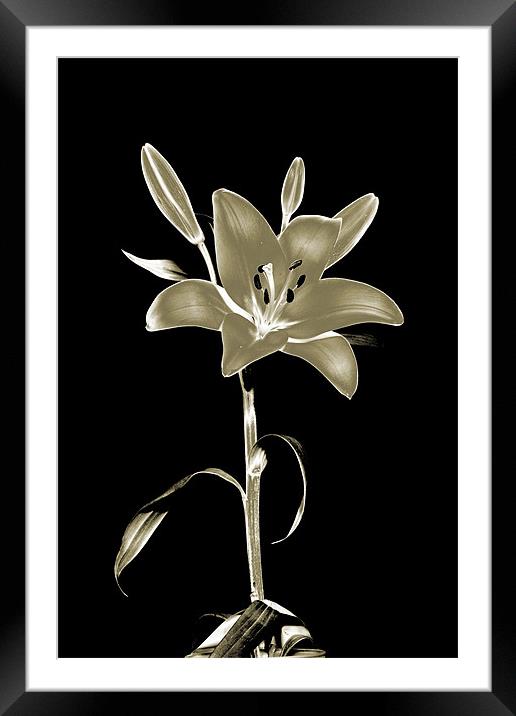 Lily Polorised Framed Mounted Print by RICHARD MARSDEN