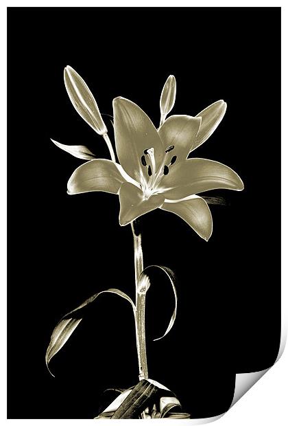 Lily Polorised Print by RICHARD MARSDEN