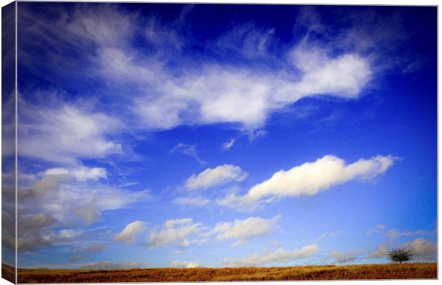  Lone tree with blue skies and cloud Canvas Print by Julian Bound