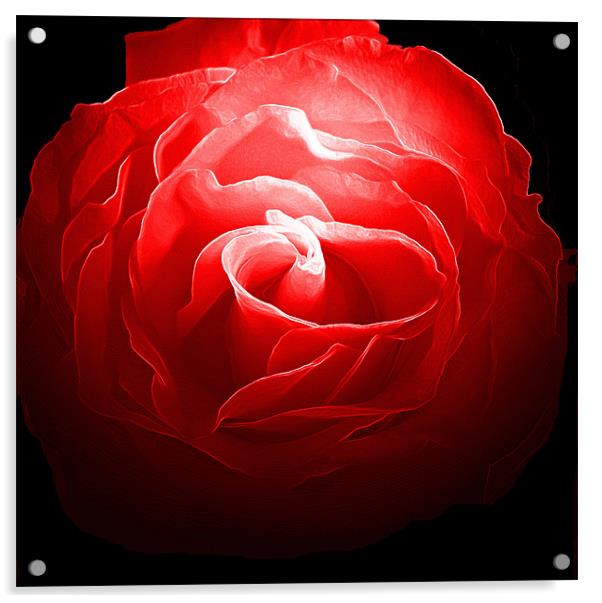 Red, Red Rose Acrylic by RICHARD MARSDEN