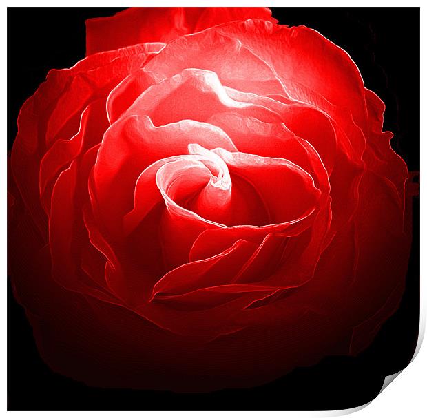 Red, Red Rose Print by RICHARD MARSDEN