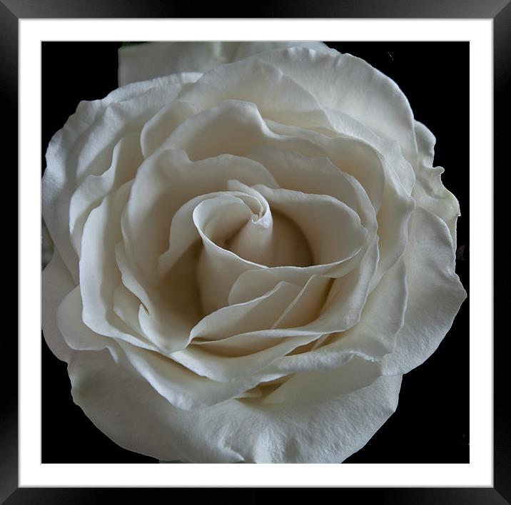 White Rose Framed Mounted Print by RICHARD MARSDEN