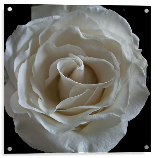 White Rose Acrylic by RICHARD MARSDEN
