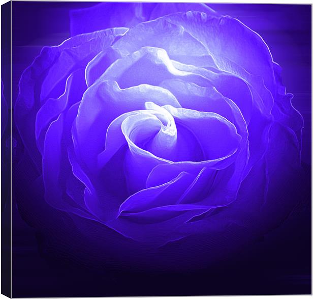 Blue Rose Canvas Print by RICHARD MARSDEN