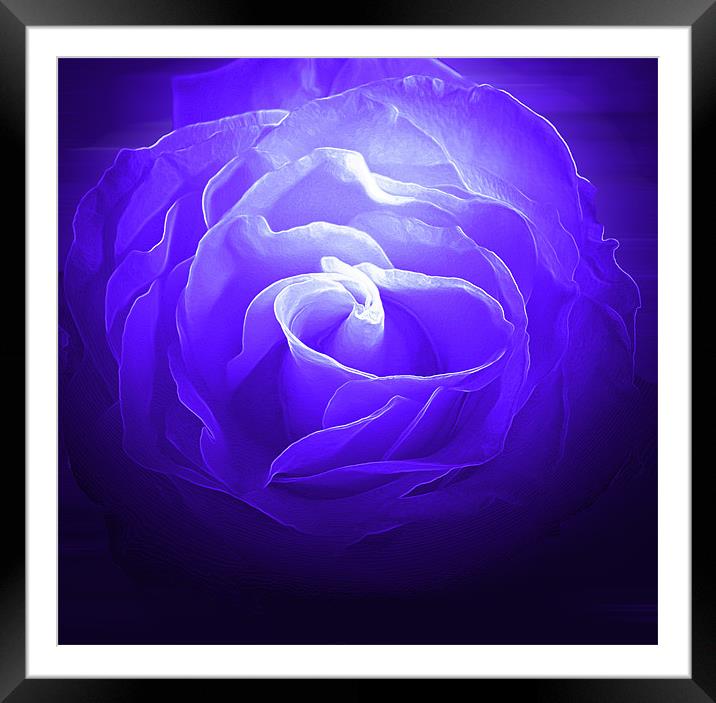 Blue Rose Framed Mounted Print by RICHARD MARSDEN