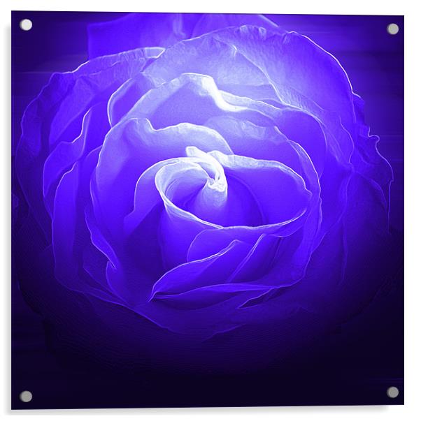 Blue Rose Acrylic by RICHARD MARSDEN