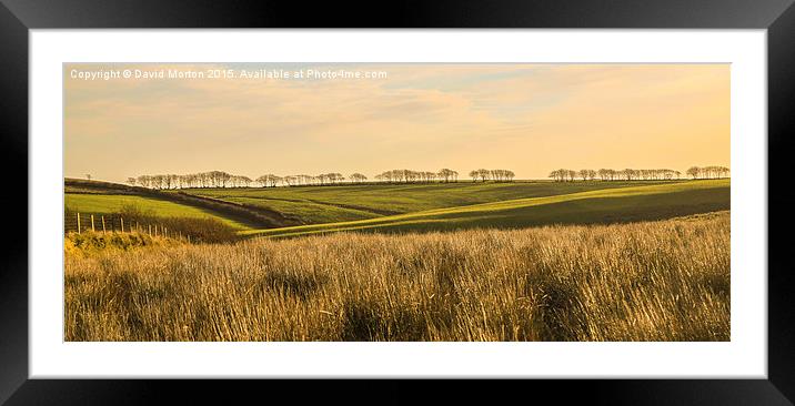  Trees on Exmoor Framed Mounted Print by David Morton