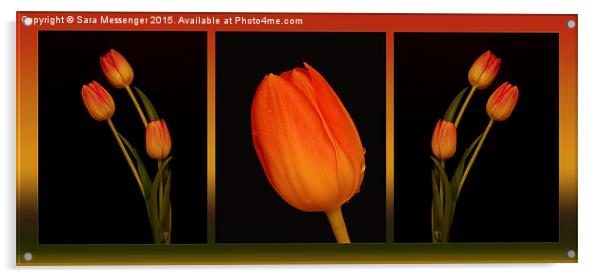  Trio of Tulips  Acrylic by Sara Messenger