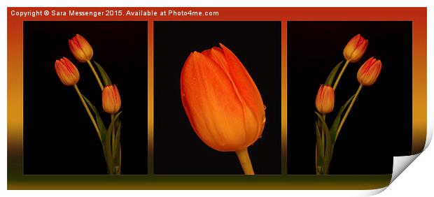  Trio of Tulips  Print by Sara Messenger