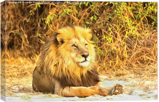 Magnificent Lion at Rest Canvas Print by Graham Prentice
