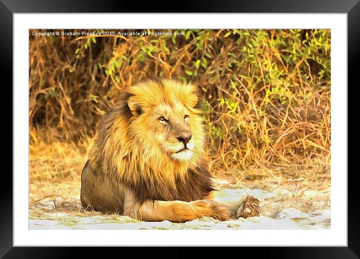 Magnificent Lion at Rest Framed Mounted Print by Graham Prentice