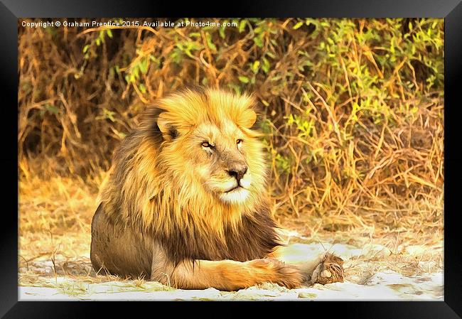 Magnificent Lion at Rest Framed Print by Graham Prentice