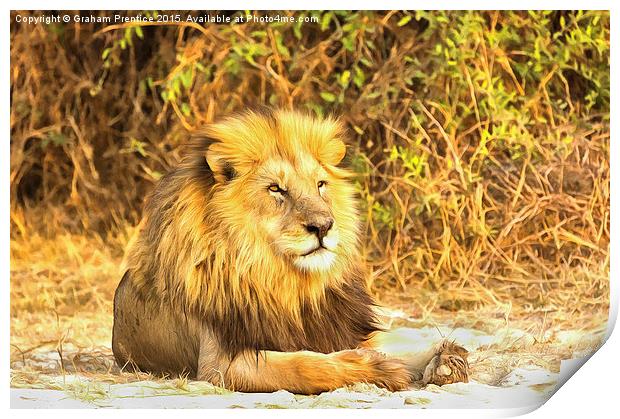 Magnificent Lion at Rest Print by Graham Prentice