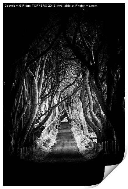 Vert Irlande- The Dark Hedges. Print by Pierre TORNERO