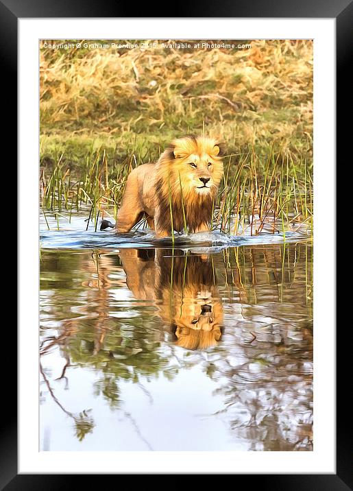 Lion in River with Reflection Framed Mounted Print by Graham Prentice