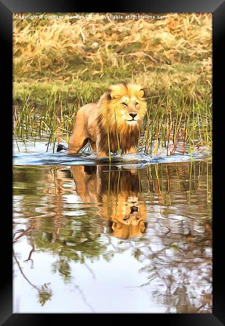 Lion in River with Reflection Framed Print by Graham Prentice