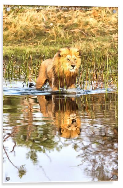 Lion in River with Reflection Acrylic by Graham Prentice