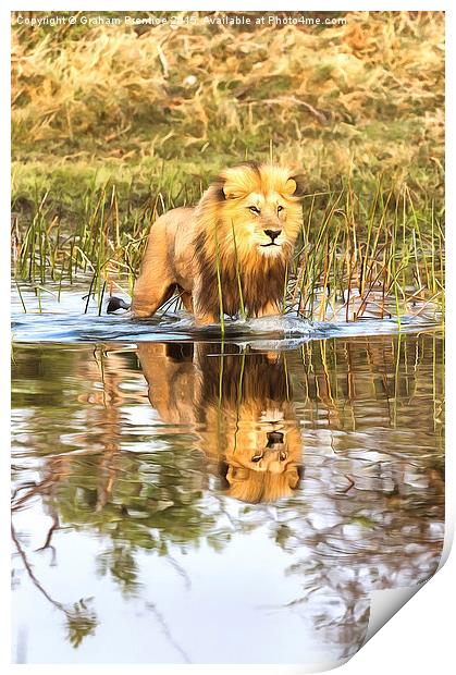 Lion in River with Reflection Print by Graham Prentice