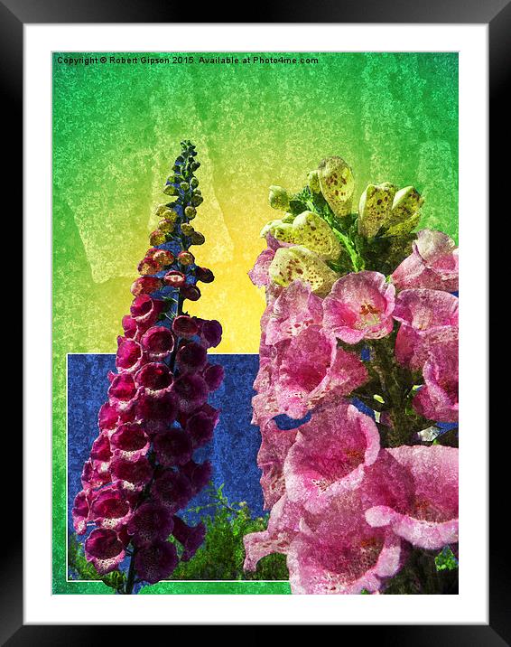   Two Foxglove flowers on texture and frame Framed Mounted Print by Robert Gipson