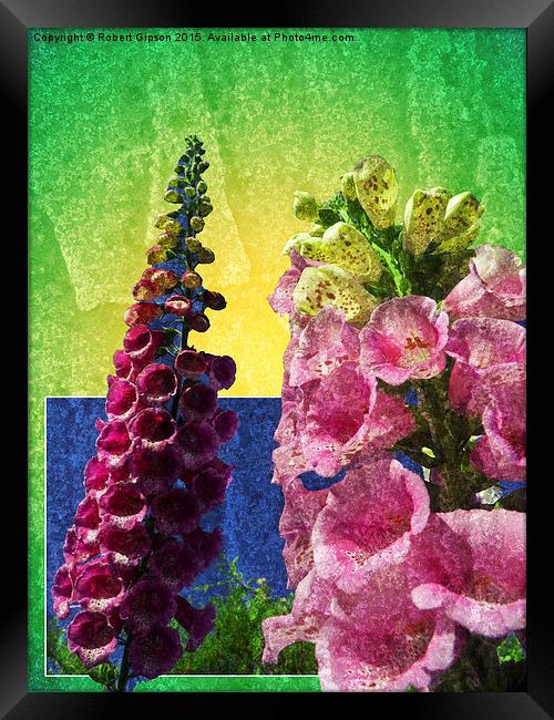   Two Foxglove flowers on texture and frame Framed Print by Robert Gipson
