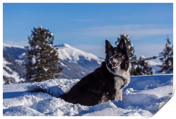 Border Collie Print by Thomas Schaeffer