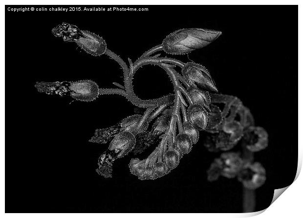 Cape Sundew Flower Buds Print by colin chalkley