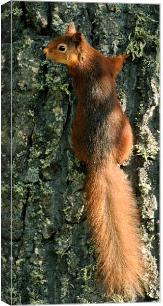   Red Squirrel  Canvas Print by Macrae Images