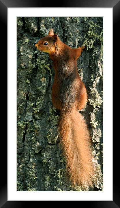   Red Squirrel  Framed Mounted Print by Macrae Images
