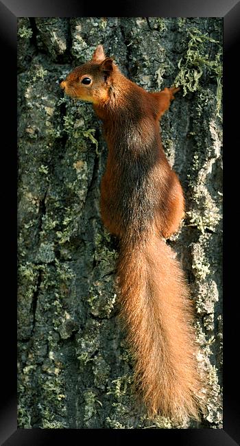   Red Squirrel  Framed Print by Macrae Images