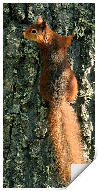   Red Squirrel  Print by Macrae Images