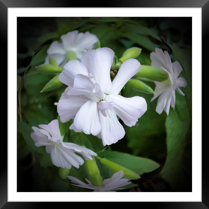  white blossom 2 Framed Mounted Print by Marinela Feier