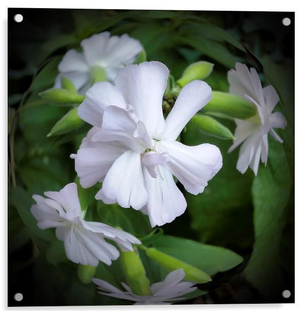  white blossom 2 Acrylic by Marinela Feier