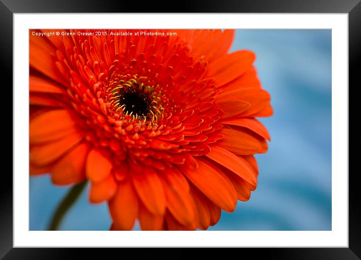  Gerbera  Framed Mounted Print by Glenn Cresser