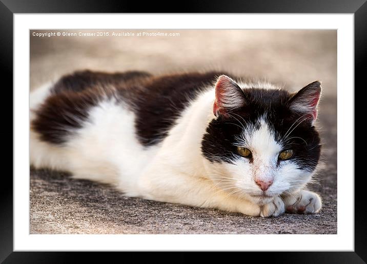  Thomas the cat Framed Mounted Print by Glenn Cresser