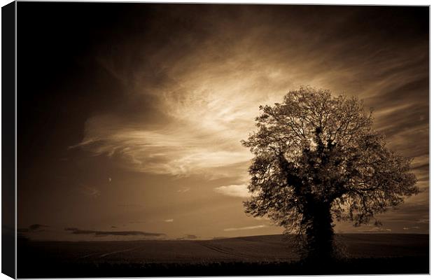  Autumn tree with moon in sepia Canvas Print by Julian Bound