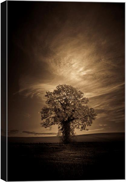   Autumn tree with moon in sepia Canvas Print by Julian Bound