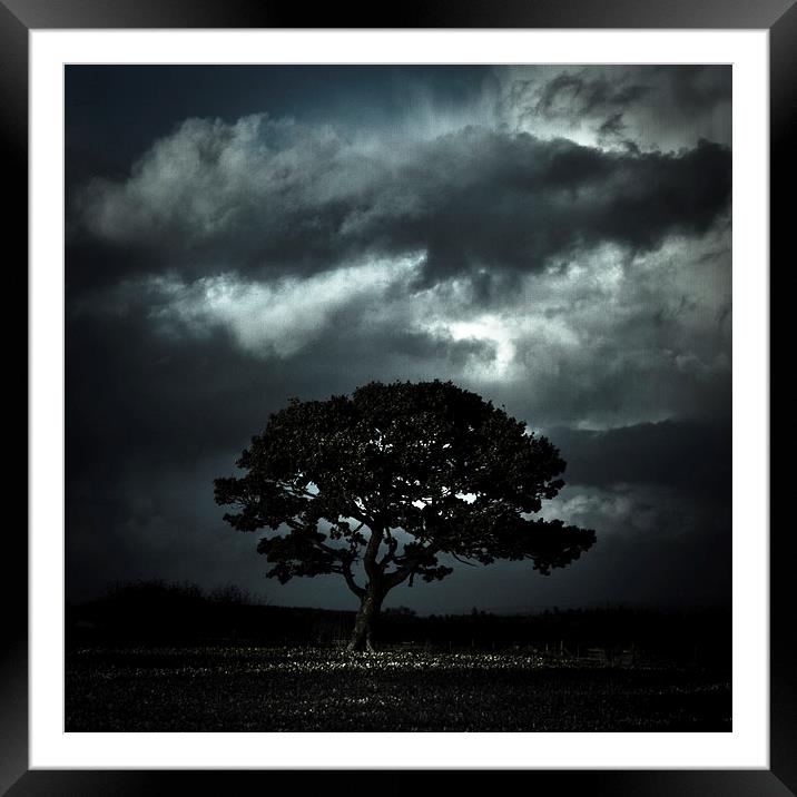   Autumn tree with stormy skies Framed Mounted Print by Julian Bound