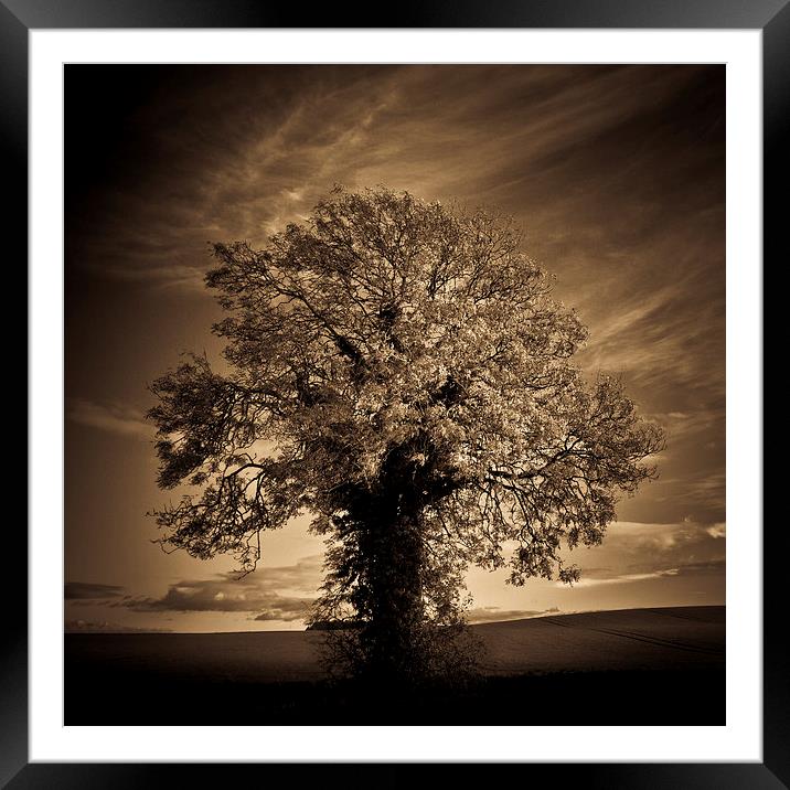   Autumn tree with rolling hills in sepia Framed Mounted Print by Julian Bound