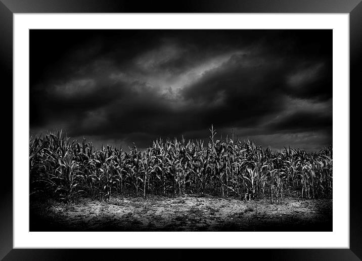  Cornfield at night, Shropshire Framed Mounted Print by Julian Bound