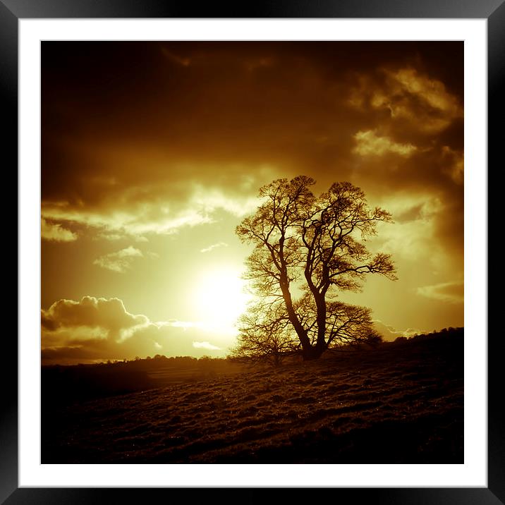 Tree in autumn, Oswestry, Shropshire Framed Mounted Print by Julian Bound