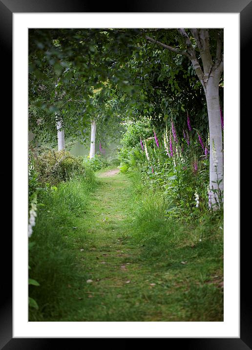  Foxgloves and Silver Birch Framed Mounted Print by Mark Harrop