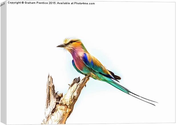 Lilac Breasted Roller Canvas Print by Graham Prentice